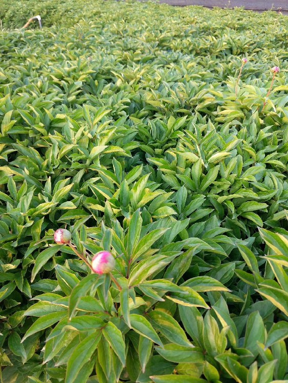 绿化芍药芍药批发商