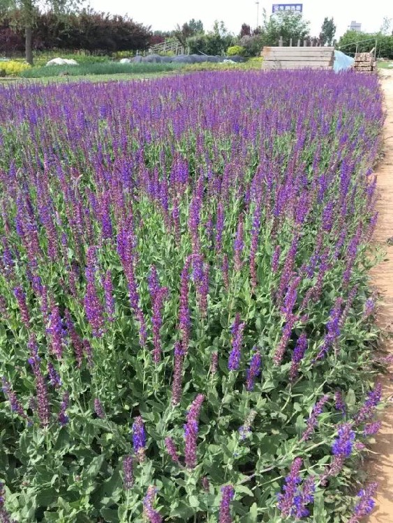 长治绿化草花量大从优,草花种植基地