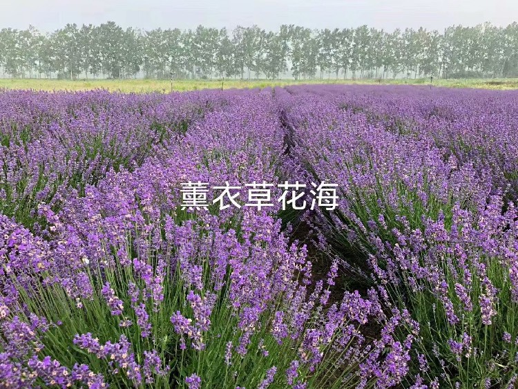 阿拉尔销售山东草花基地,青州草花基地