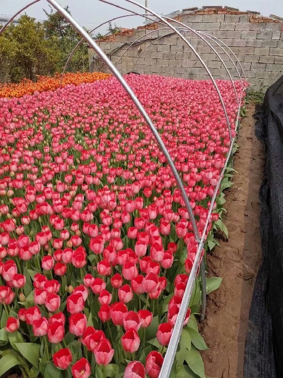 晓敏郁金香花海苗供应基地,青海销售晓敏郁金香种植基地报价