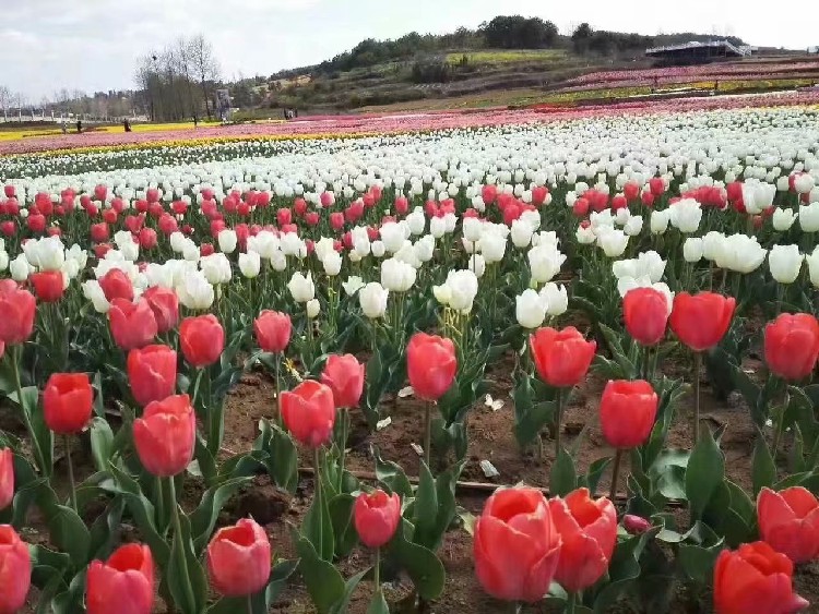 晓敏郁金香花海苗供应基地,生产晓敏郁金香种植基地报价