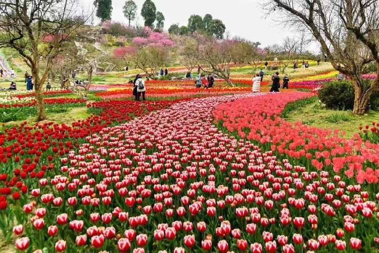 宁夏生产郁金香种植基地出售,郁金香花海苗供应基地