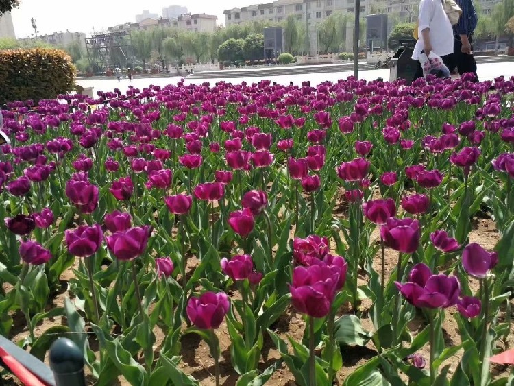 嘉荫县销售宿根花卉价格,青州郁金香基地