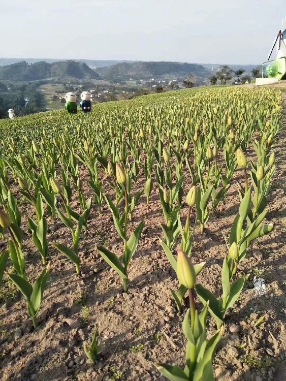 山西生产宿根花卉,郁金香批发基地