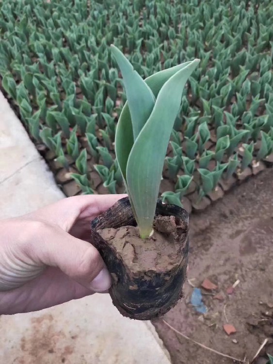 生产郁金香种植基地报价及图片