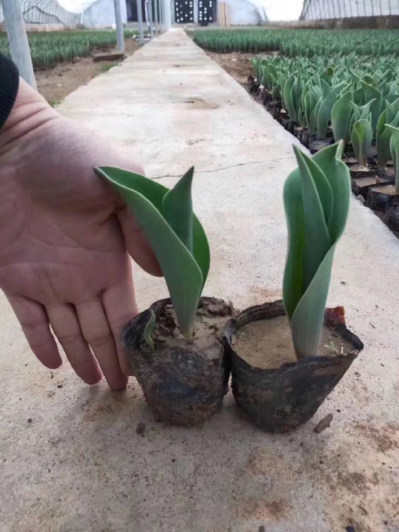 晓敏郁金香花海苗供应基地,新疆销售晓敏郁金香种植基地出售