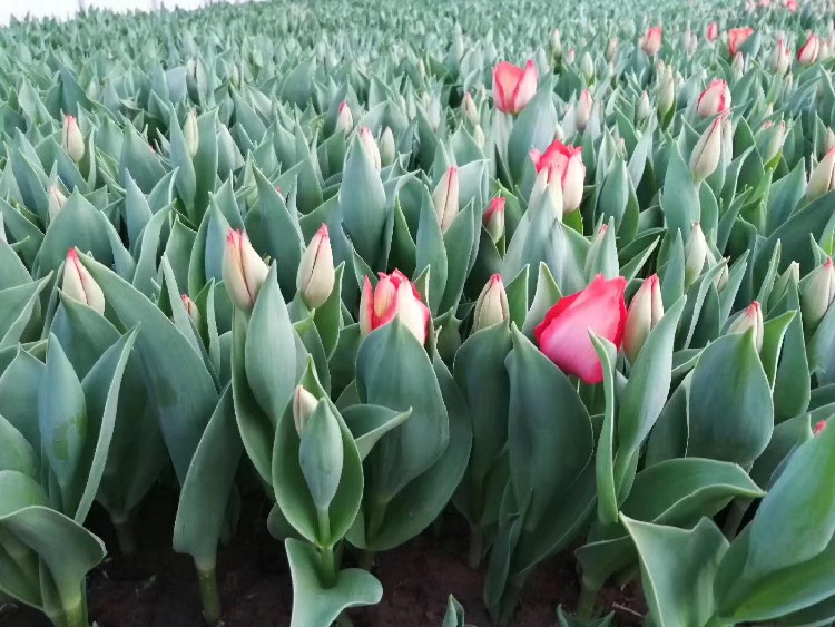 甘肃郁金香种植基地价格,郁金香花海苗供应基地