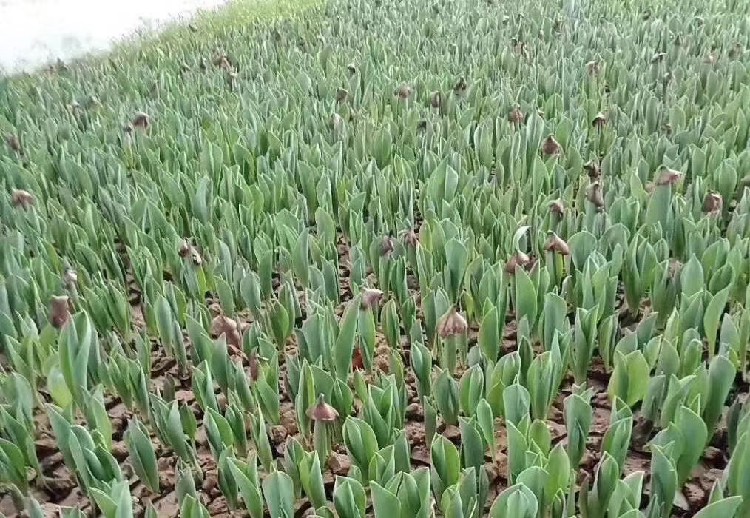 晓敏郁金香花海苗供应基地,贵州销售郁金香种植基地报价及图片