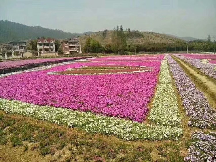 长治青州草花厂家