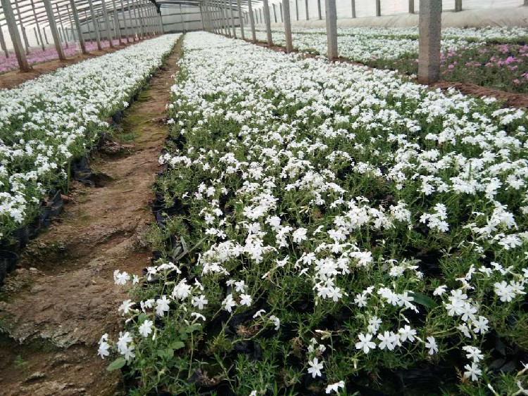 贵州六盘水生产芝樱报价,芝樱种植基地