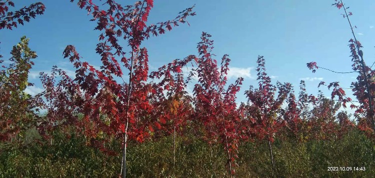 开发区绿化苗木绿化苗木基地